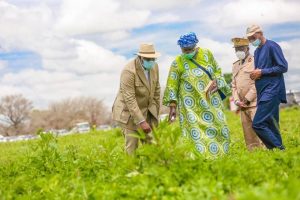 Le Président Macky Sall a également visité ce samedi à Keur Socé les champs de la coopérative des professionnels de l’agriculture pour la réforme (COPAR). Avec 2000 membres actifs, la coopérative exploite plus de 8.500 ha.